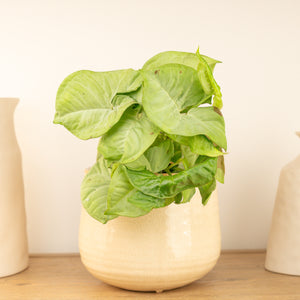 Arrowhead Vine | Confetti | Rare Plant - Indoor Plant