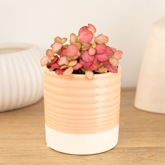 Nerve Plant | Special Pink | Perfect Plants for Under £30