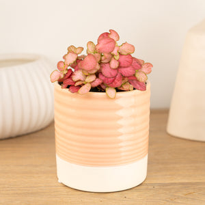 Nerve Plant | Special Pink - Indoor Plant