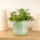 Lemon Geranium