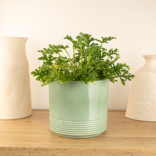 Lemon Geranium | 