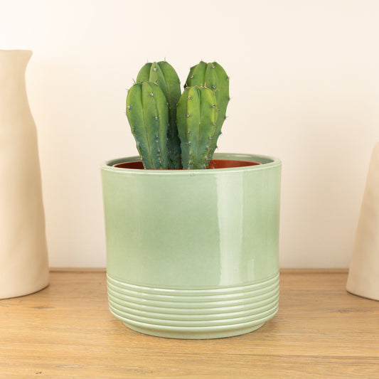 Bilberry Cactus | Pet Safe Plants