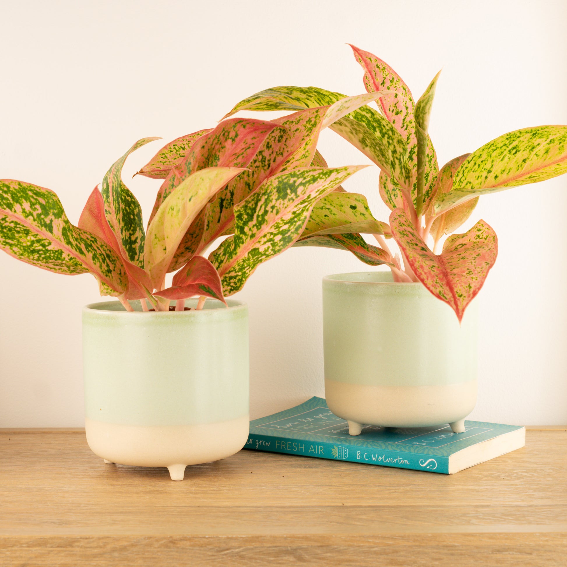 Chinese Evergreen | Prestige