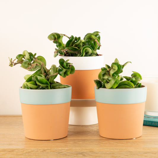 Hindu Rope | Perfect Plants for Under £30