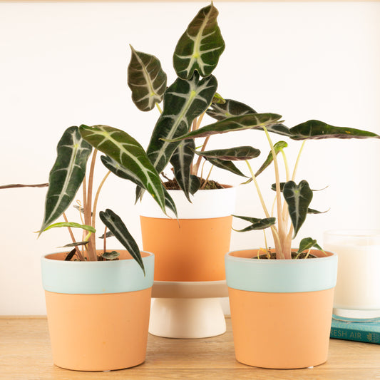 Elephant Ear | Bambino Arrow | Indoor Plants On Sale