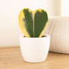Variegated Heart Plant | Albo Kerrii | Hard To Find