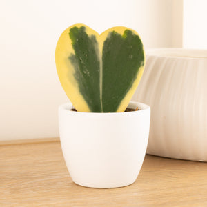 Variegated Heart Plant | Albo Kerrii | Hard To Find - Indoor Plant