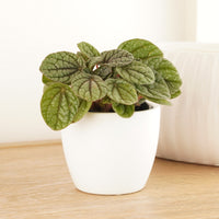 Radiator Plant | Greyhound