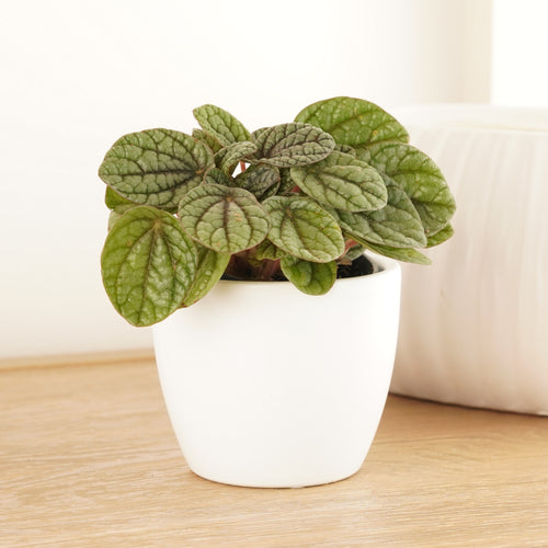 Radiator Plant | Greyhound