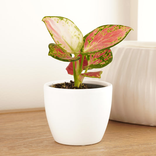 Chinese Evergreen | Red Zirkon | Plant Gifts