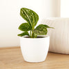 Chinese Evergreen | Toms Pride
