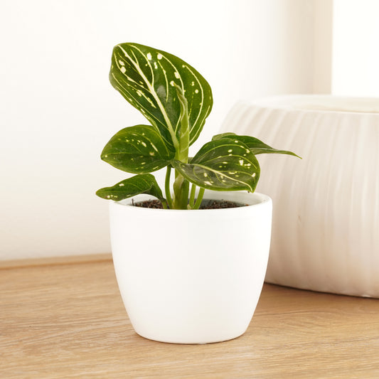 Chinese Evergreen | Pictus Tricolour | Perfect Plants for Under £30