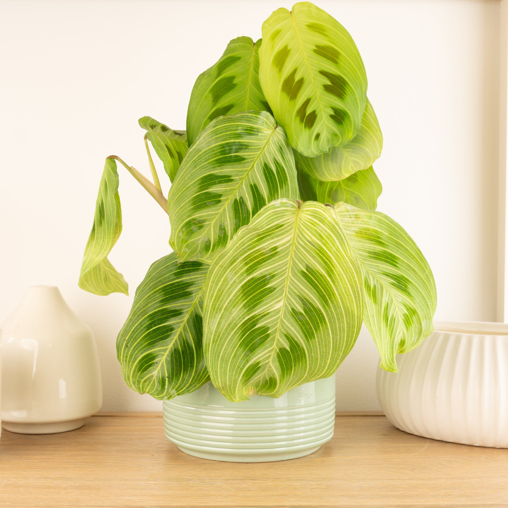 rare prayer plant Prayer Plant | Fantasy - Light Veins