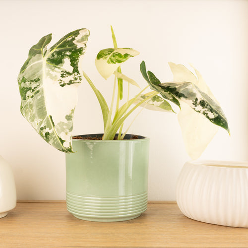 Alocasia | Frydek Variegata | Hard To Find