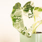 Alocasia | Frydek Variegata | Hard To Find