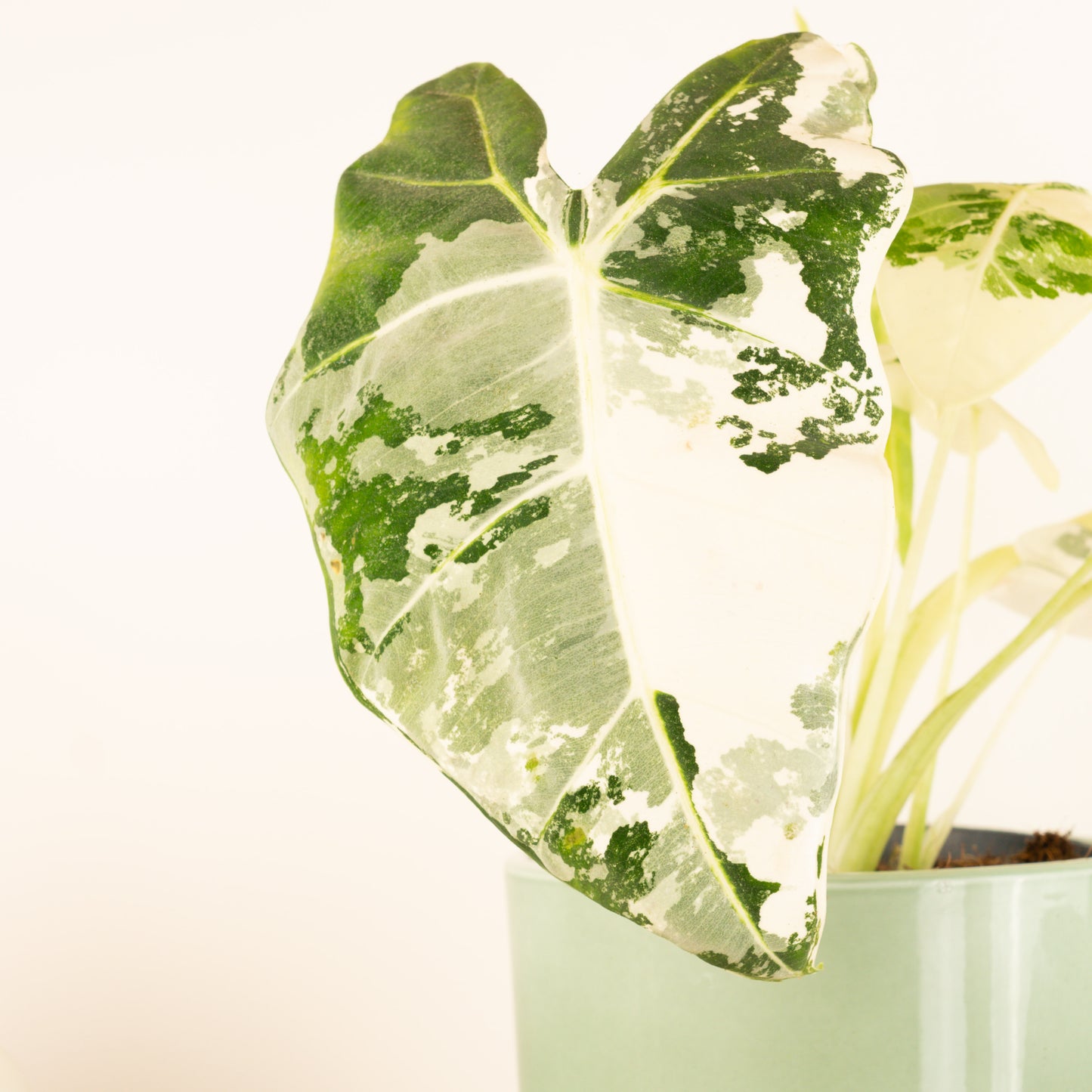 Alocasia | Frydek Variegata | Hard To Find