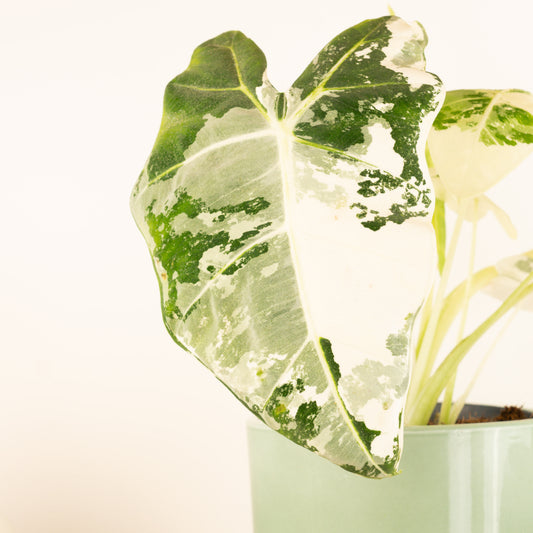 Alocasia | Frydek Variegata | Hard To Find | Potted Houseplants