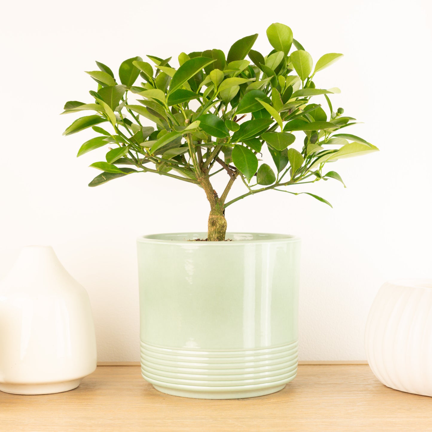 Citrus Tree | Lemon