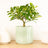 Perfect Plants for Under £30