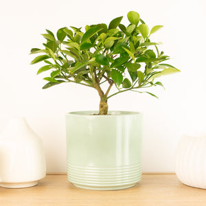 Citrus Tree | Lemon - Indoor Plant