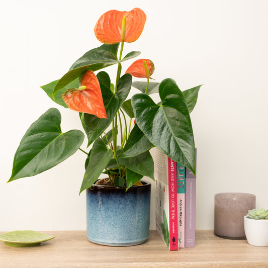 Flamingo Flower | Prince Of Orange | International Nurses Day Plants & Gifts