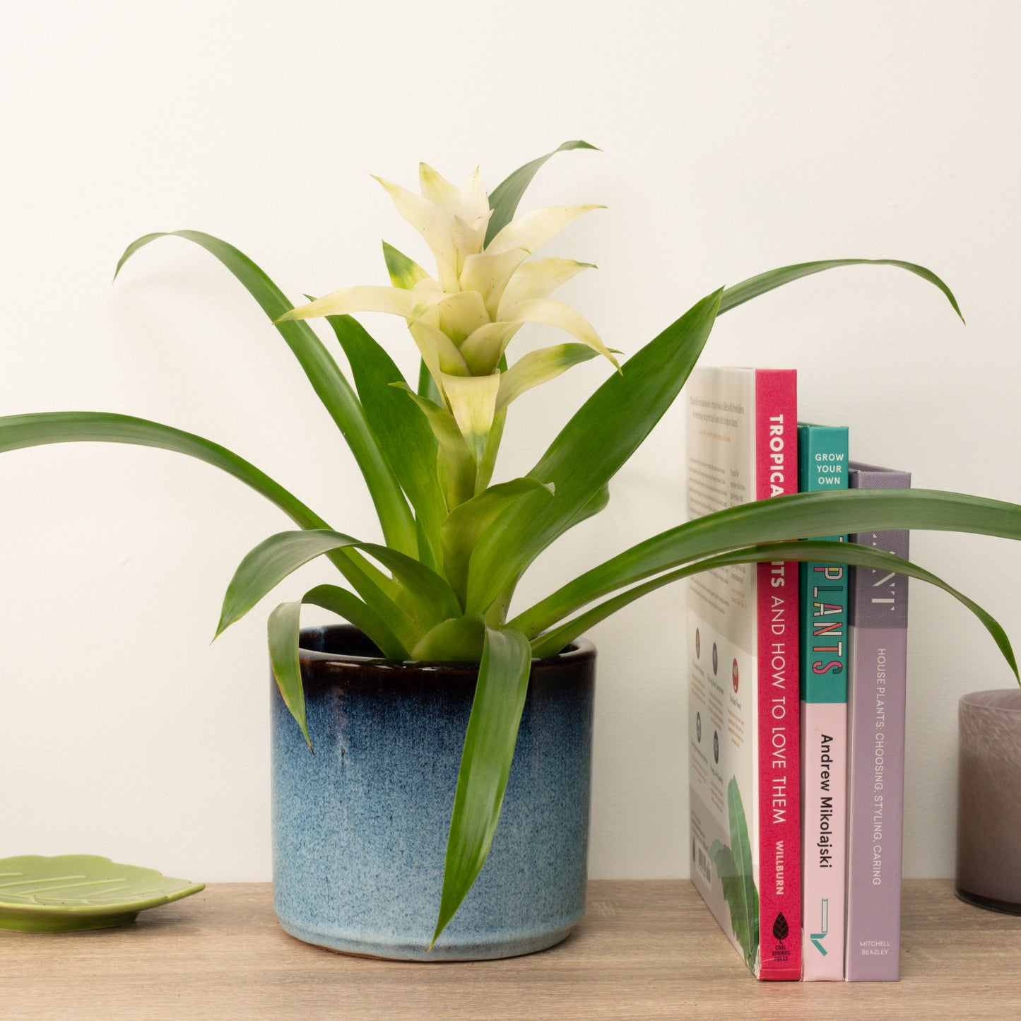 Guzmania Bromeliad | White