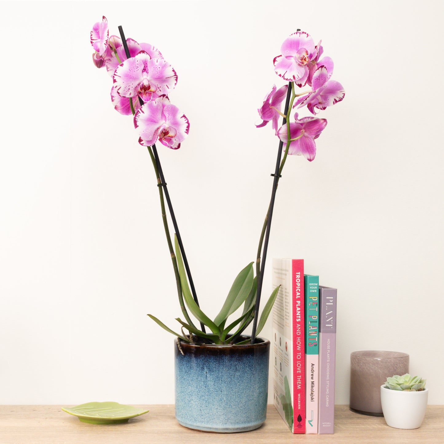 Phalaenopsis Orchid | Magic Art | Hard To Find