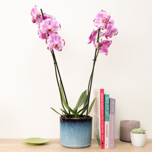 Phalaenopsis Orchid | Magic Art | Hard To Find | Pet Safe Plants