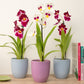 Pansy Orchid