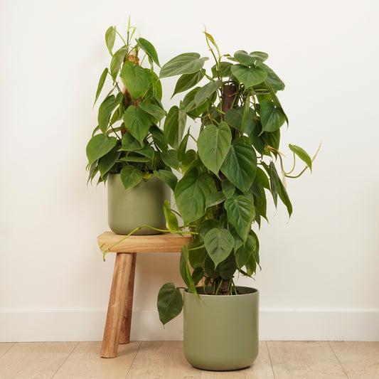 Sweetheart Plant | Indoor Plants On Sale