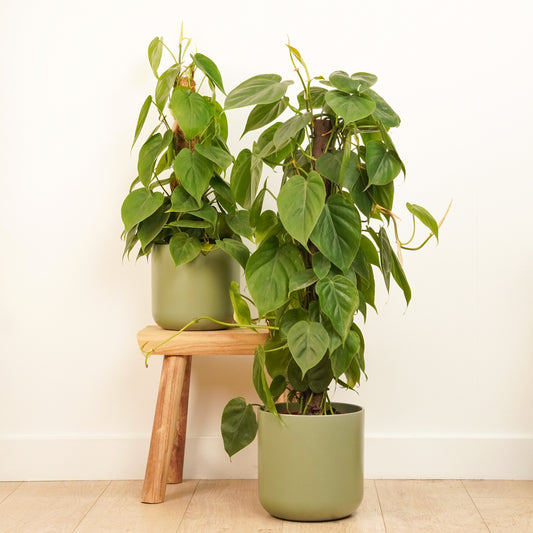 Sweetheart Plant | Foliage Plants