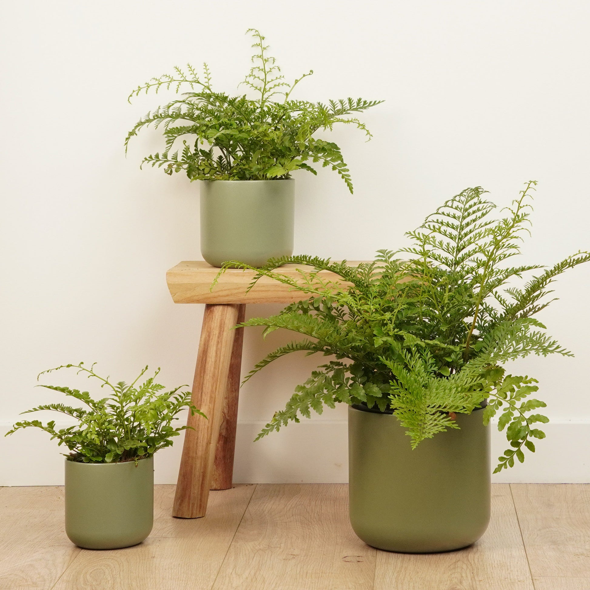 Mother Fern | Asplenium Parvati