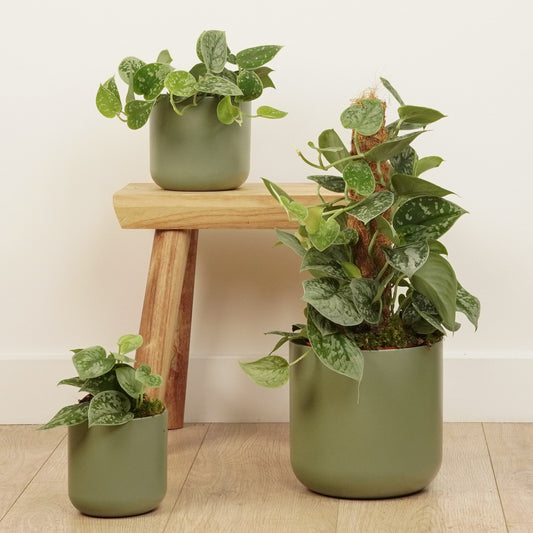 Silver Satin Pothos | Silvery Ann | Pothos & Epipremnum Plants