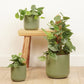 Silver Satin Pothos | Silvery Ann