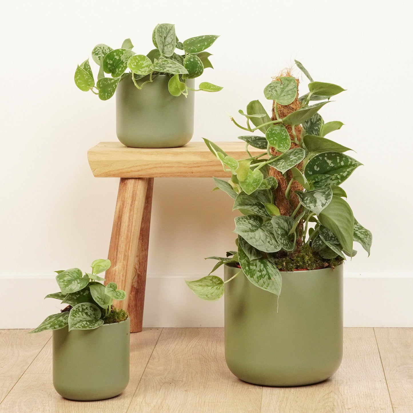 Silver Satin Pothos | Silvery Ann