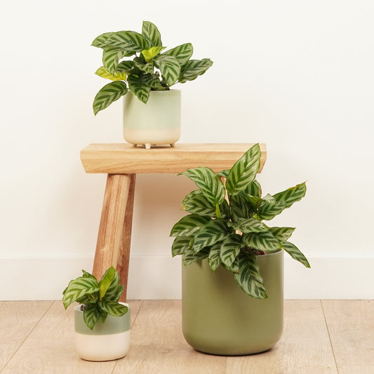 Prayer Plant | Freddie | Indoor Plants On Sale