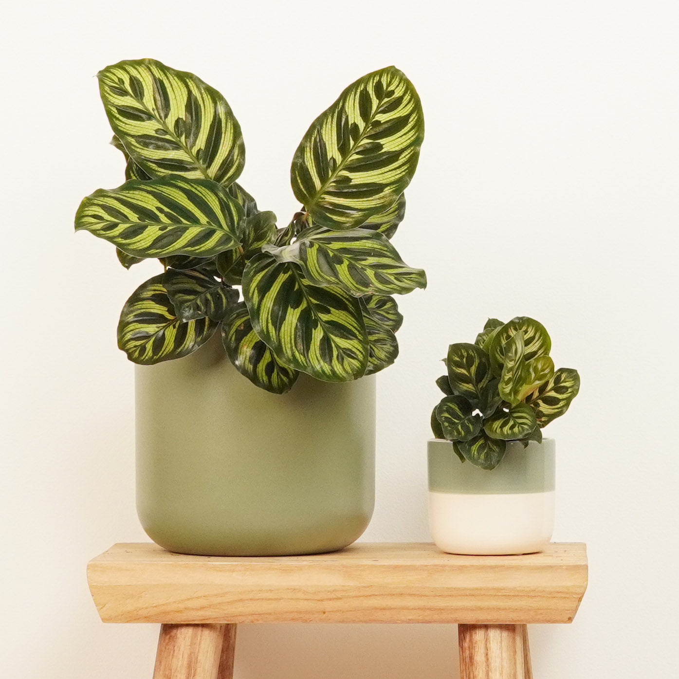 peacock prayer plant Peacock Plant