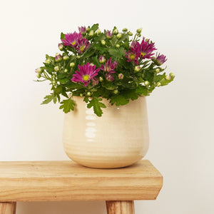 Mum | Plum Dream - Indoor Plant
