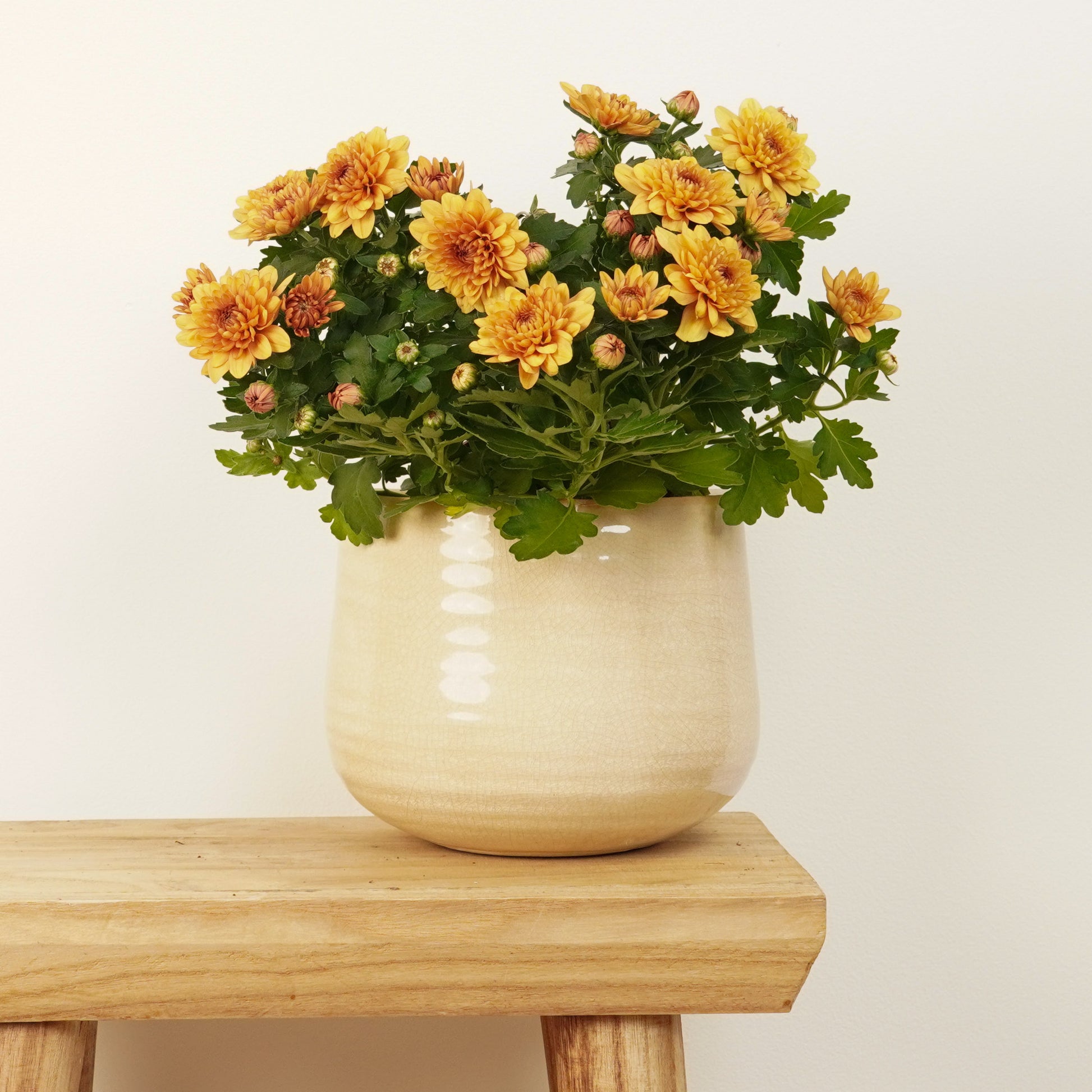 Mum | Double Caramel