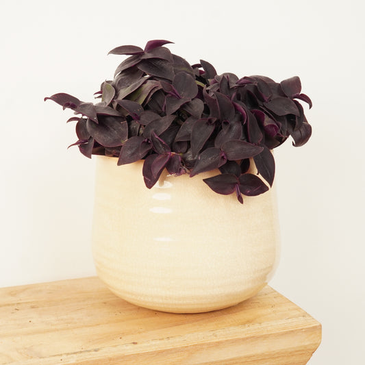 Wandering Dude | Red | Indoor Plants On Sale