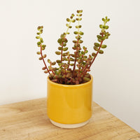 Sedum Stahlii | Baked Beans