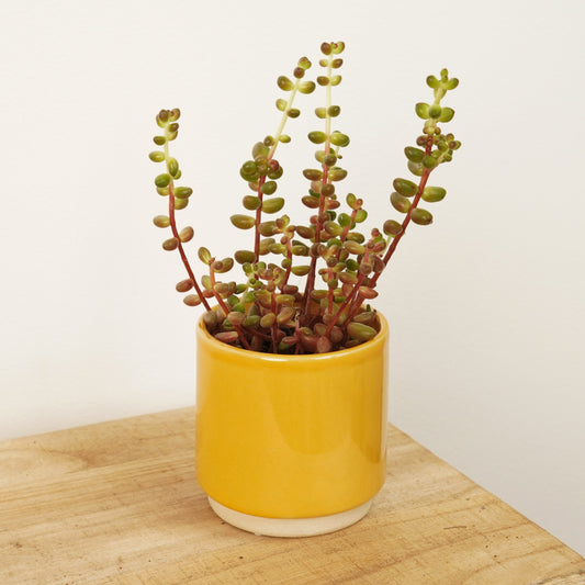 Sedum Stahlii | Baked Beans | Indoor Plants On Sale