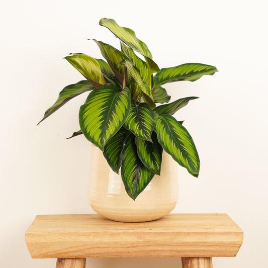 Prayer Plant | Beauty Star | Foliage Plants