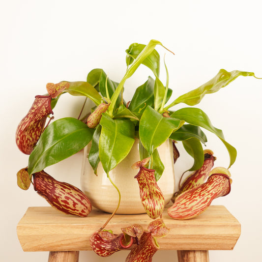Monkey Jars | Gaya | Foliage Plants