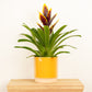 Vriesea Flaming Sword | Plum Yellow