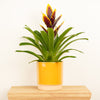 Vriesea Flaming Sword | Plum Yellow