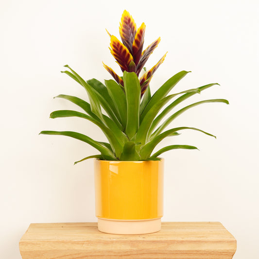 Vriesea Flaming Sword | Plum Yellow | Bromeliad & Guzmania