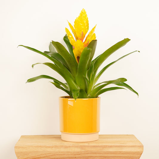 Vriesea Flaming Sword | Yellow | Bromeliad & Guzmania