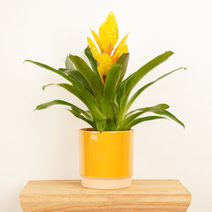 Vriesea Flaming Sword | Yellow - Indoor Plant