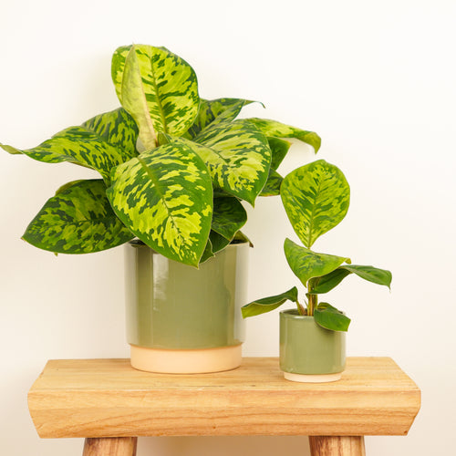 Queen Of Hearts | Camouflage | Hard To Find